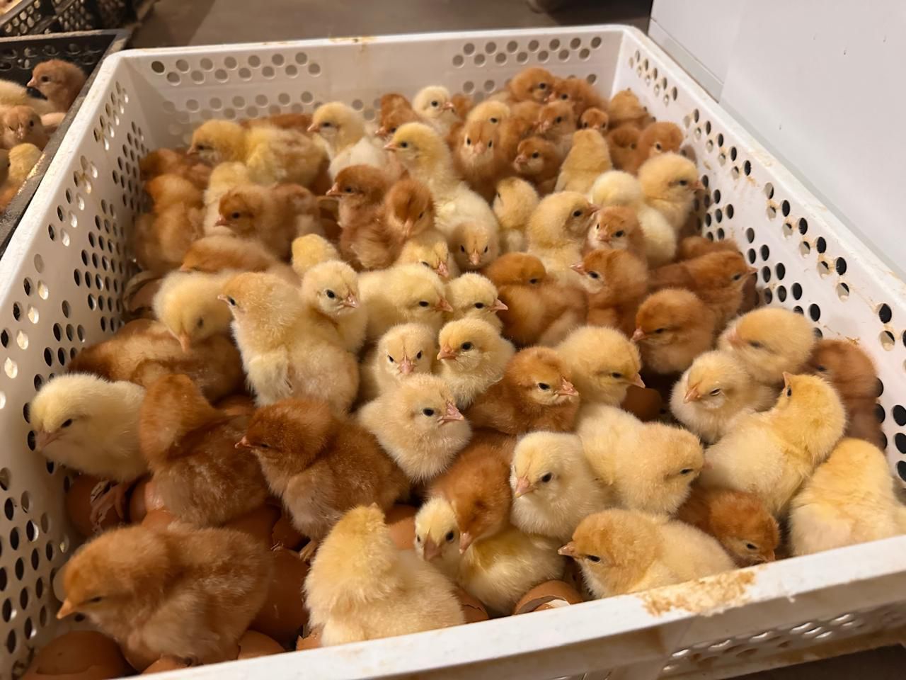 Day-old layer chicks