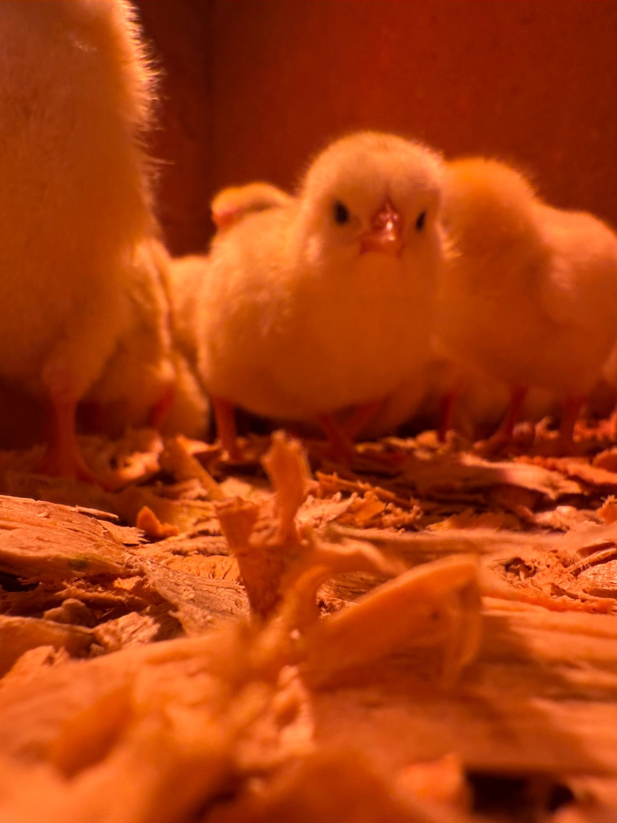 Chicks at Khumumi Poultry