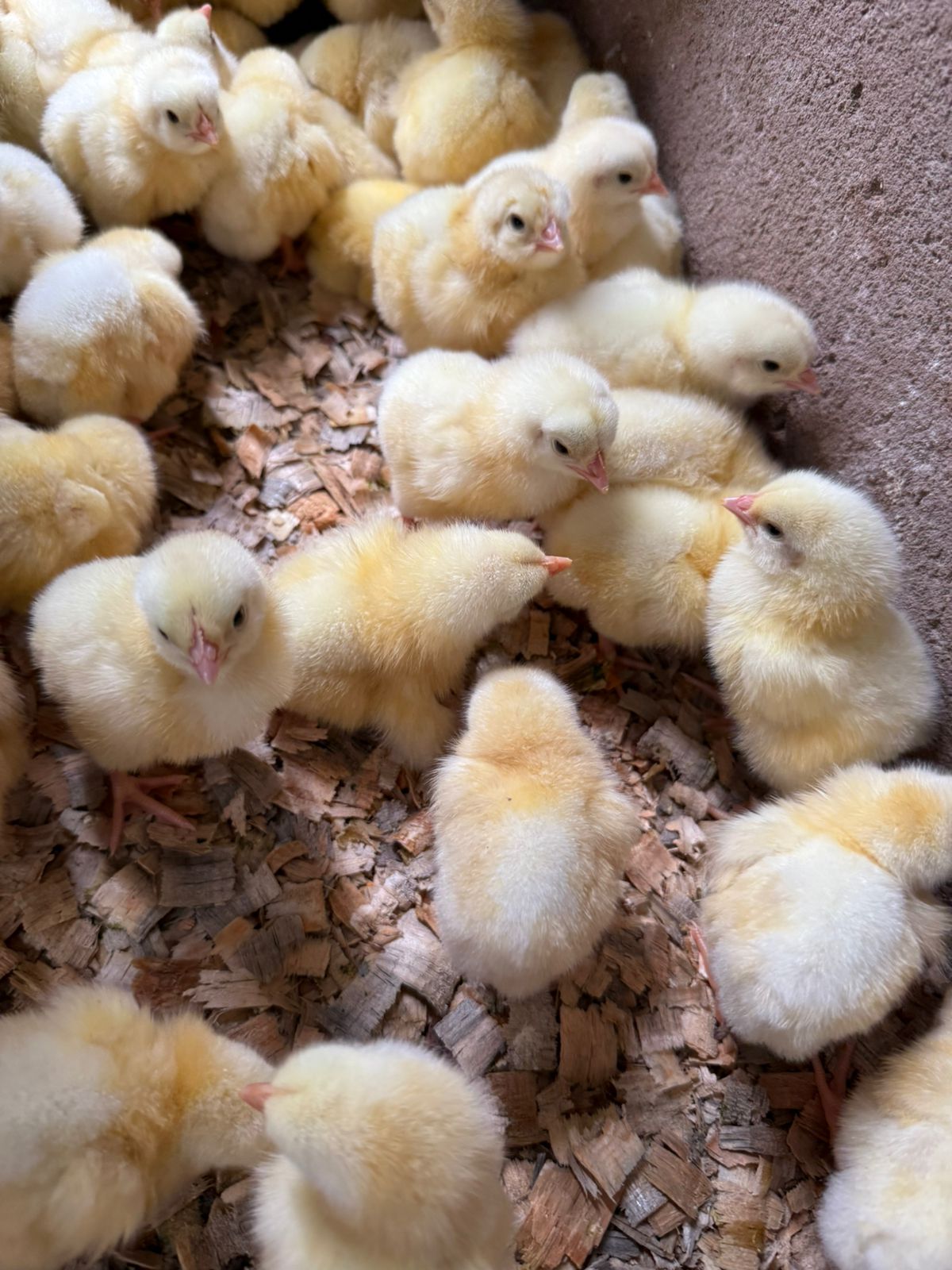 Day-old chicks